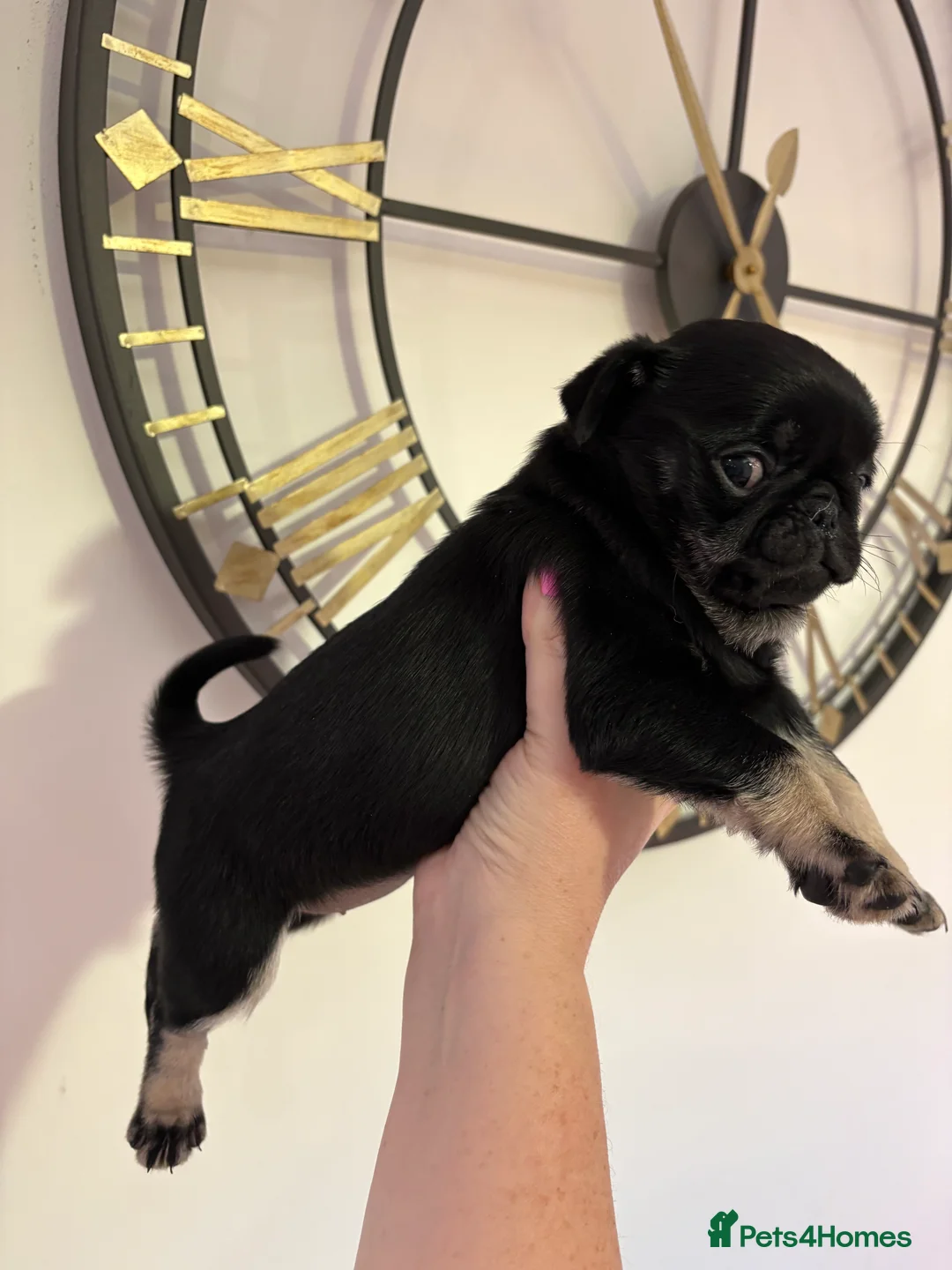 Pug dogs for sale: Beautiful chunk Pedigree Pugs in Cheadle - Advert 13