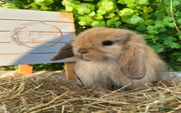 Mini Lop rabbits for sale: Gorgeous Pure Bred Mini Lops - Image 2