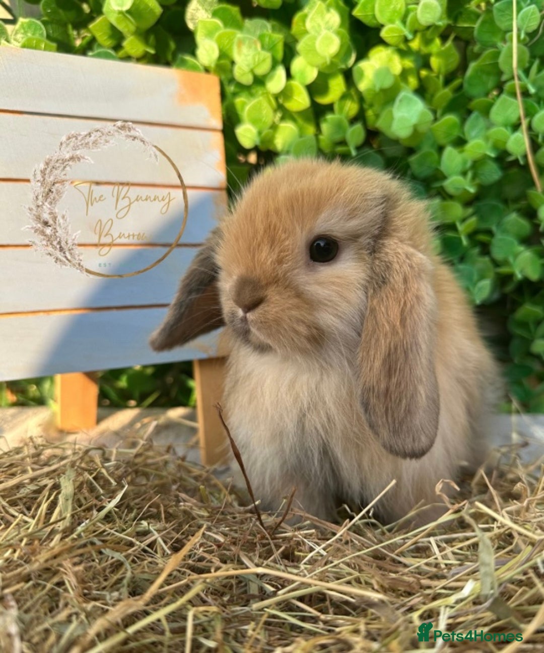 Mini Lop rabbits for sale: Gorgeous Pure Bred Mini Lops - Image 2