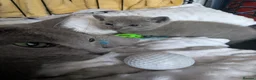 Russian Blue cats for sale: TICA Russian Blue pure Kittens 3 Girls 1 Boy  - Advert 2