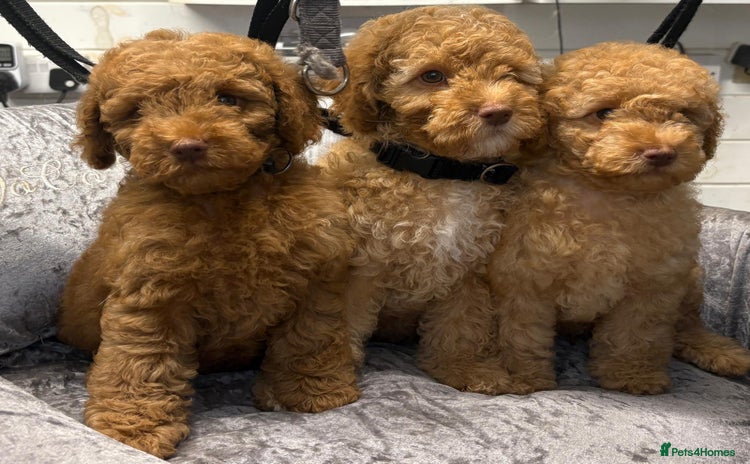 Miniature Poodle dogs - Advert 2