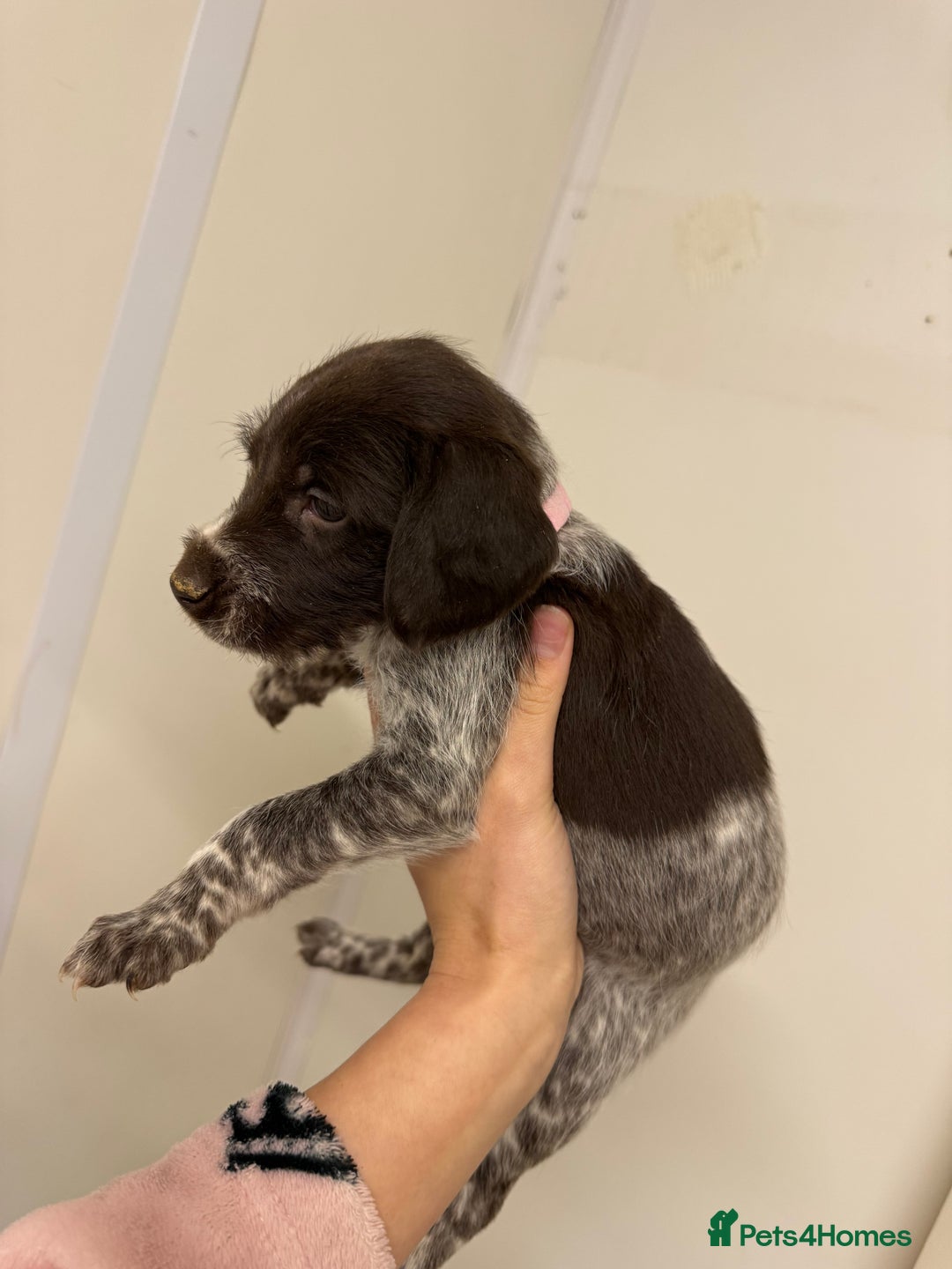 German Wirehaired Pointer dogs for sale: 11 German Wirehaired Pointer Puppys - Advert 11