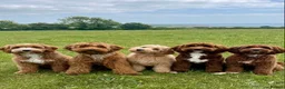 Goldendoodle dogs for sale: WAITING LIST OPEN - AUSSIE DOODLES  - Advert 27
