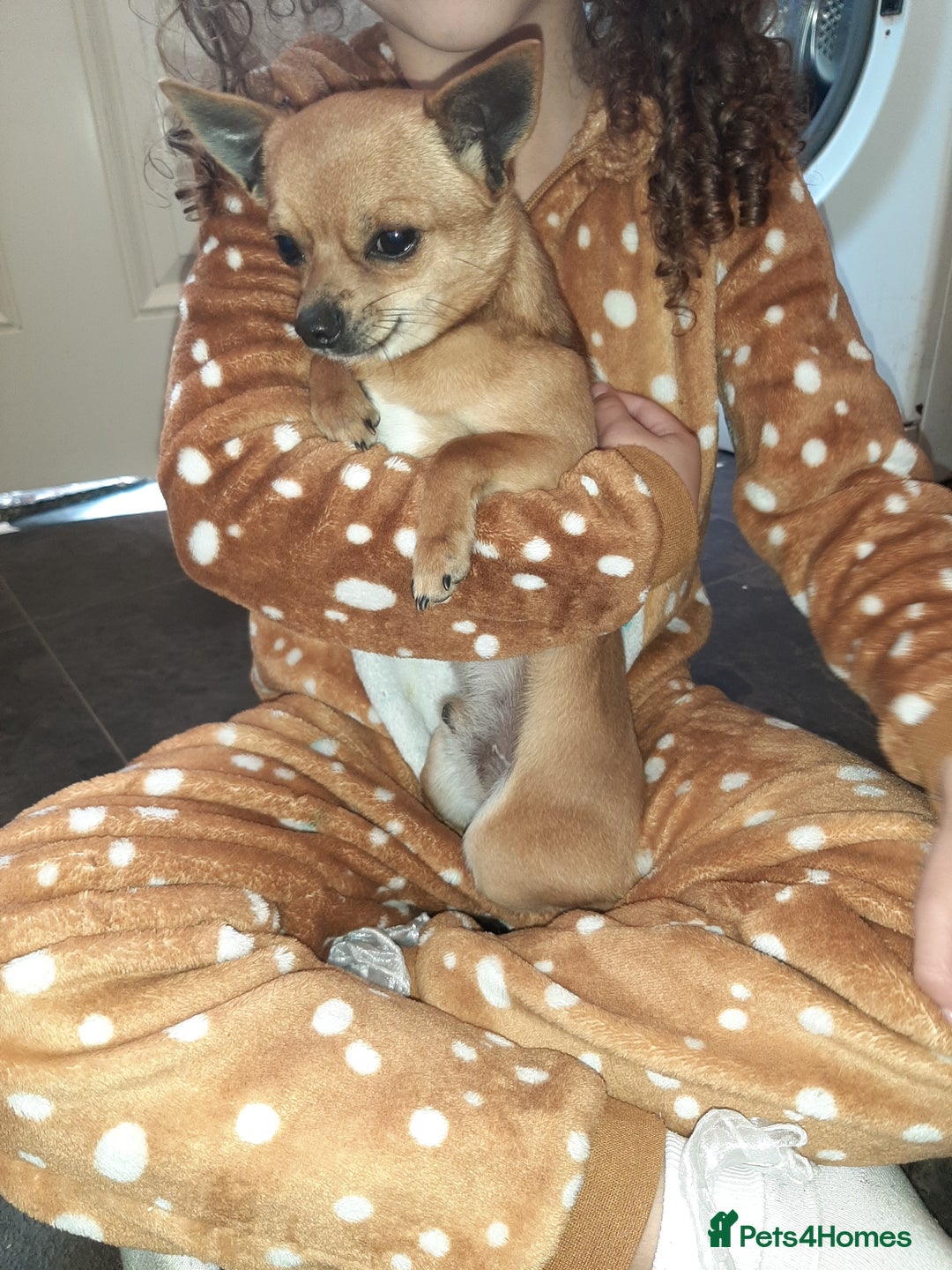 Chihuahua dogs for sale: May have a new home. - Advert 9