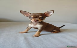 Chihuahua dogs for sale: Micro Chihuahua Puppies - Exceptional Lines - Image 3