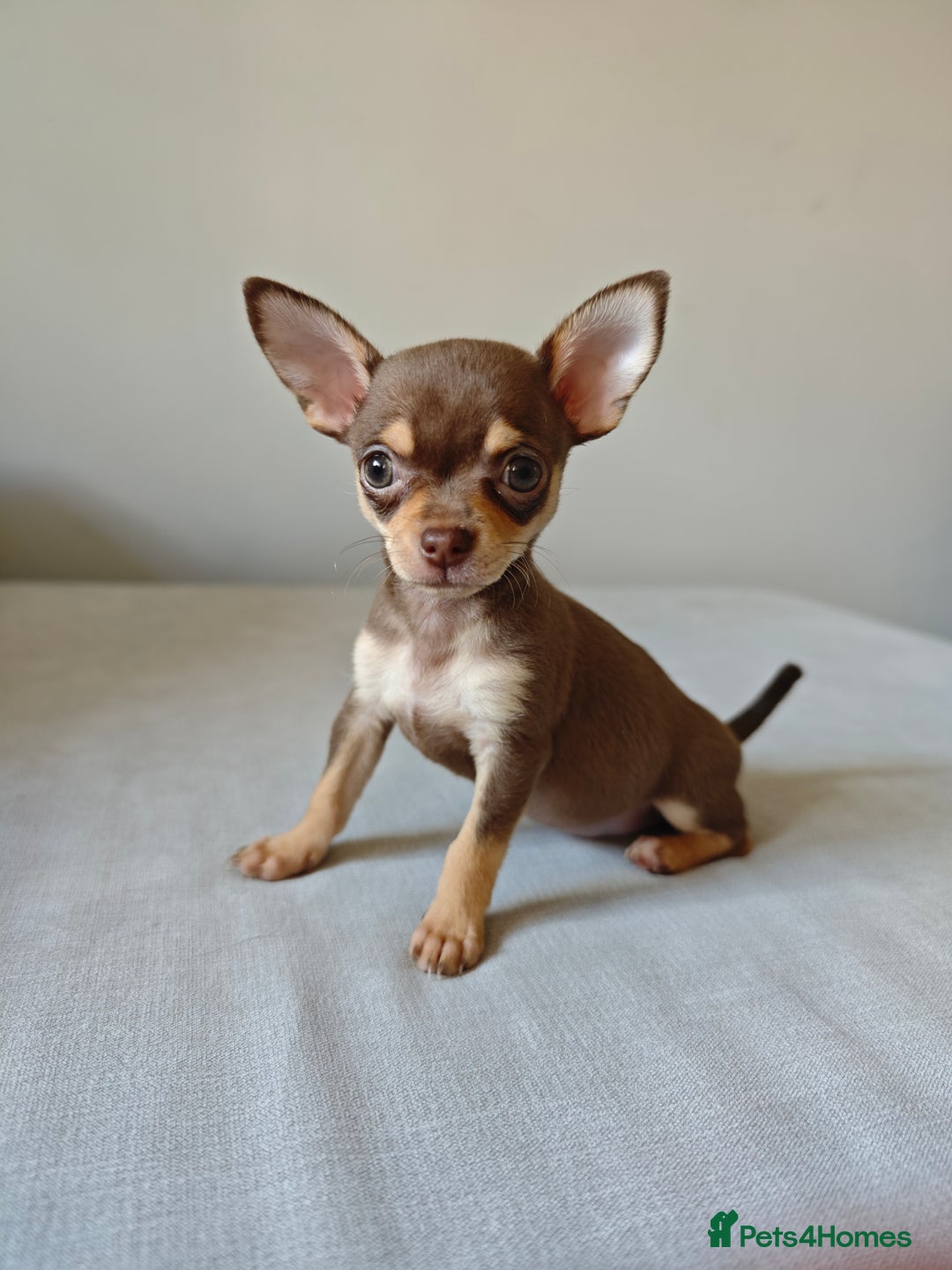 Chihuahua dogs for sale: Micro Chihuahua Puppies - Exceptional Lines - Image 3