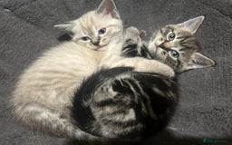 Birman cats for sale: Beautiful pedigree kittens for sale  - Image 4