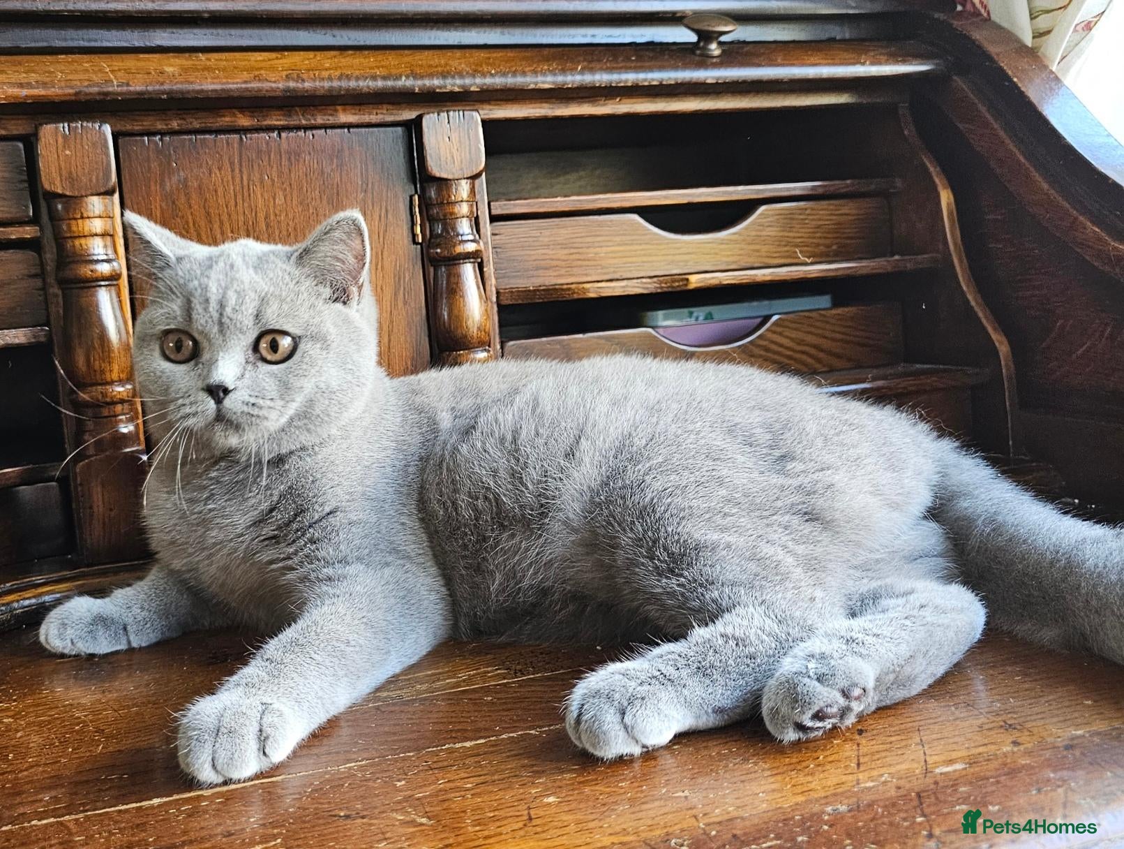 British Shorthair cats Beautiful adorable BSH blue kittens - Advert 17