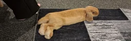 Mini Lop rabbits for sale: Neutered male. Need to re-home asap in Clacton-on-Sea - Advert 3