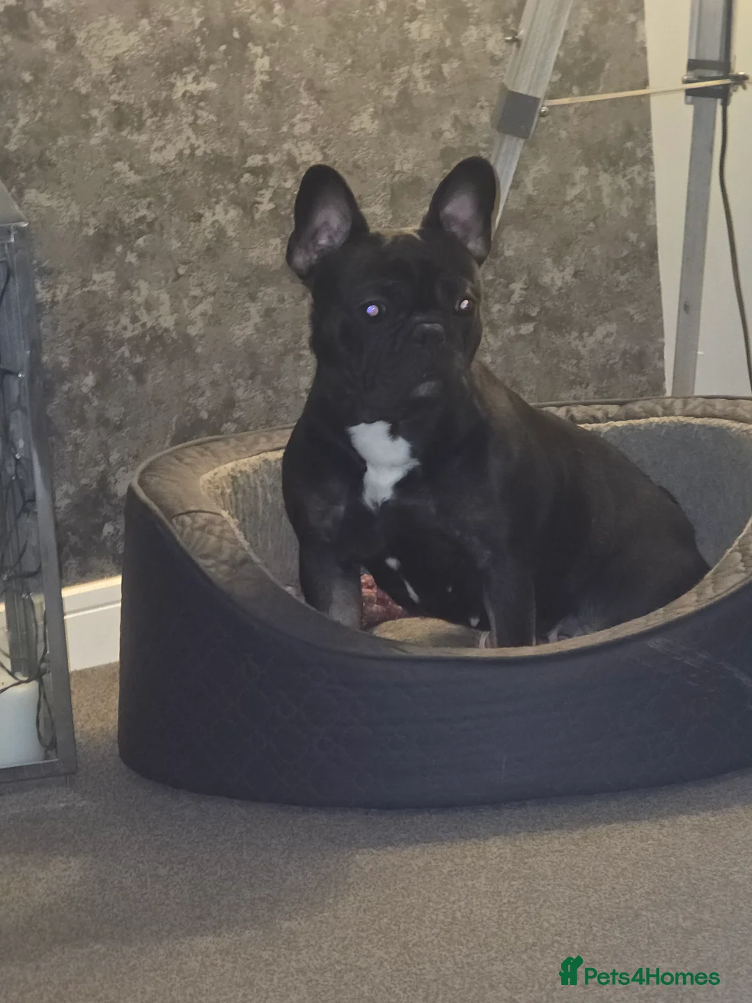 French Bulldog dogs for sale: French bulldog  - Advert 1