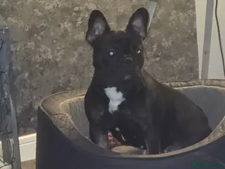 French Bulldog dogs French bulldog - Advert 1