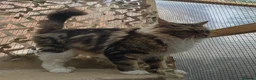 Maine Coon cats for sale: Retired queen black (golden) brown tabby bicolor - Advert 10