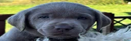 Labrador Retriever dogs for sale: Silver Labrador Retriever Puppies - Advert 26
