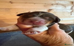 Cocker Spaniel dogs for sale: Show cocker spaniel pups  - Image 15