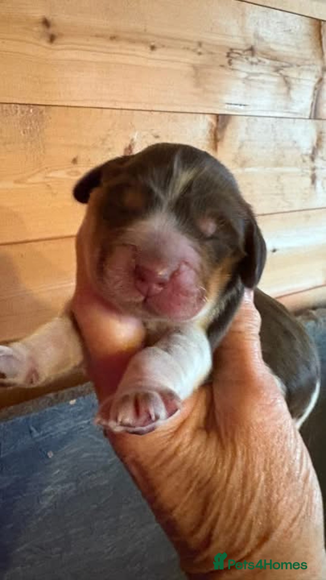 Cocker Spaniel dogs for sale: Show cocker spaniel pups  - Image 15