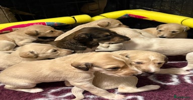 Saluki dogs - Advert 2