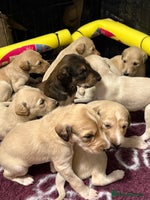 Saluki dogs - Advert 1