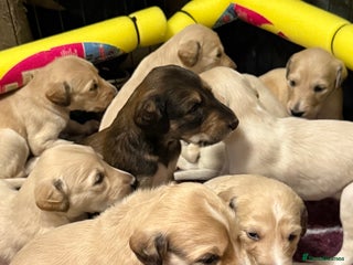 Saluki dogs - Advert 5