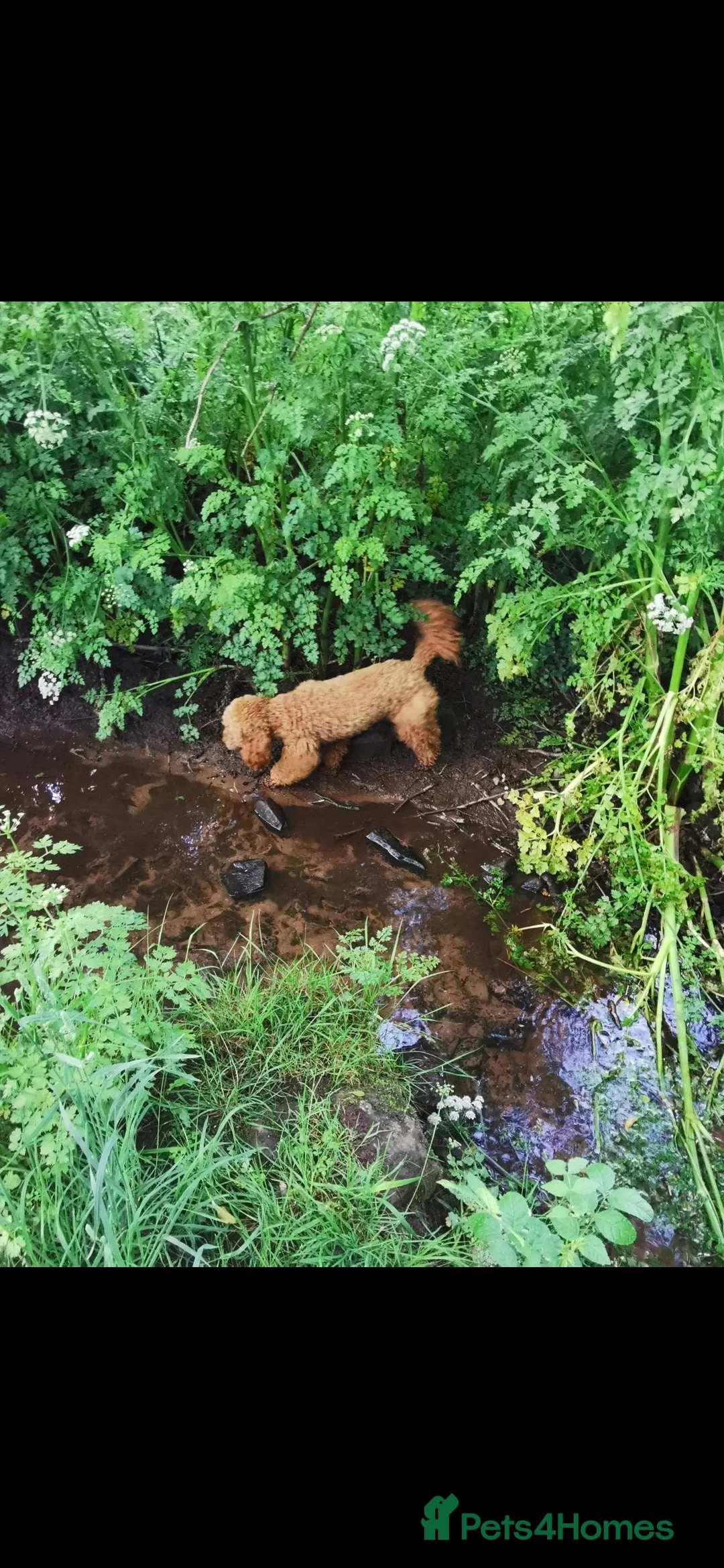 Toy Poodle dogs for stud: ☆Monty - KC Registered TOY POODLE ☆ in Lydney - Advert 11