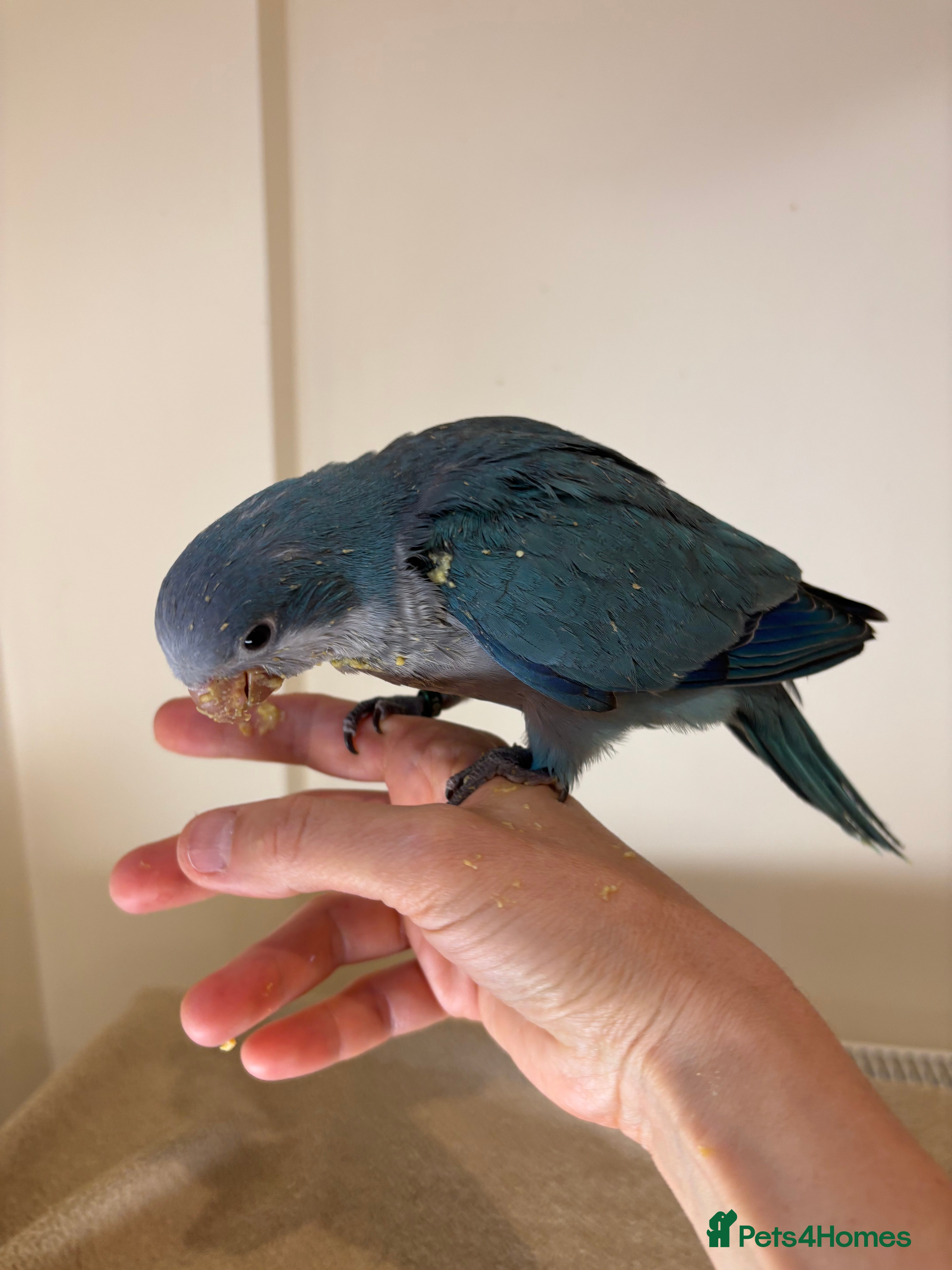 Parrots birds Cuddly blue quaker parrots for new home - Advert 1