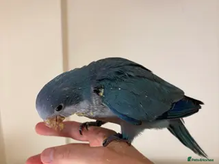 Parrots birds Cuddly blue quaker parrots for new home - Advert 1
