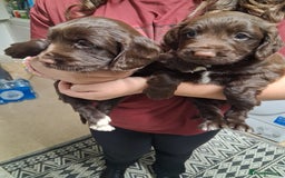 Cocker Spaniel dogs for sale: Chunky chocolate cooker spaniel puppies - Advert 4