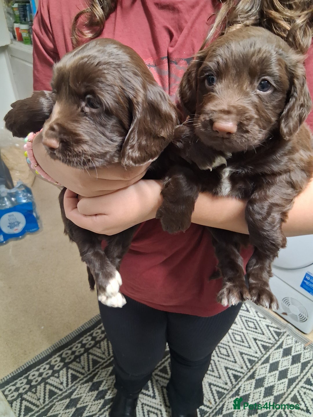 Cocker Spaniel dogs for sale: Chunky chocolate cooker spaniel puppies - Advert 4