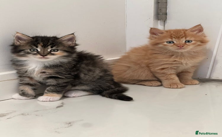 Maine Coon cats - Advert 8