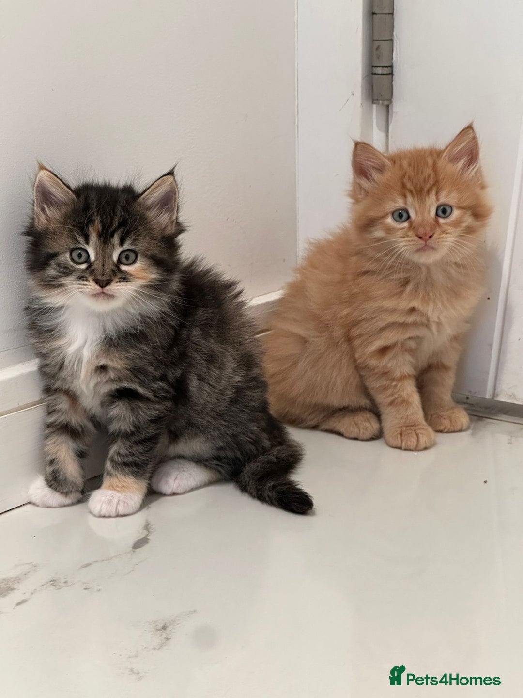Maine Coon cats for sale: Stunning Mainecoon Kittens - Image 1