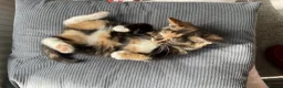 Mixed Breed cats for sale: Two Female Tortoiseshell Kittens For Sale! - Advert 10