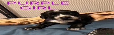 Purple girl