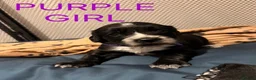 Cocker Spaniel dogs for sale: 8 beautiful working cocker spaniel puppies - Advert 4