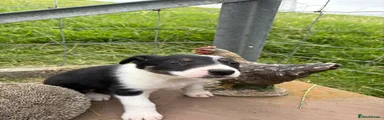 Border Collie 5