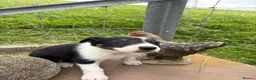 Border Collie dogs for sale: 4 Border Collie ISDS Registered Pups for Sale - Advert 21