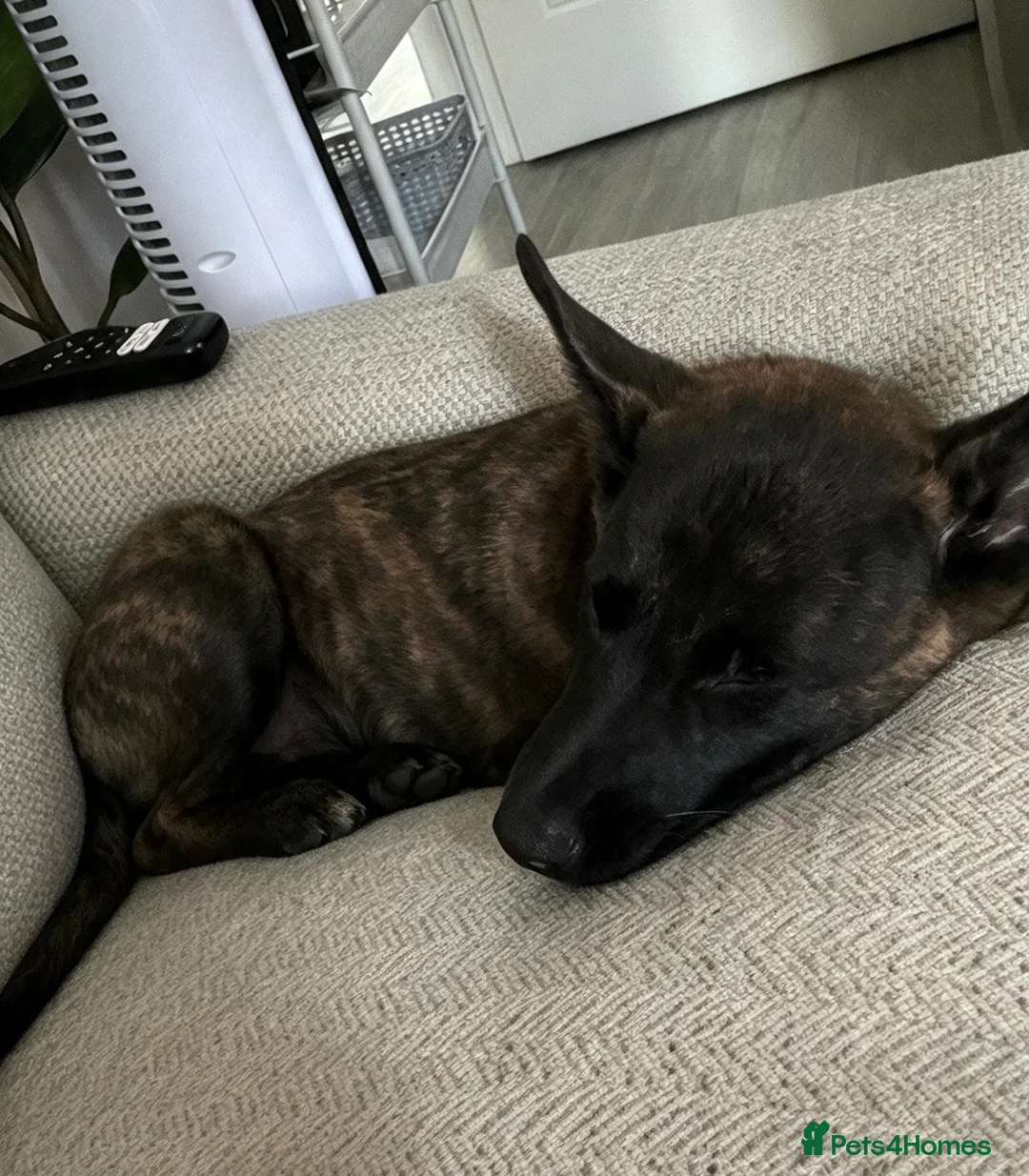 Belgian Shepherd Dog dogs for sale: Dutch Shepard Female 13 weeks old  - Advert 2