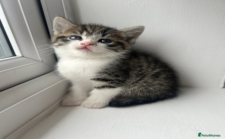Mixed Breed cats - Advert 9
