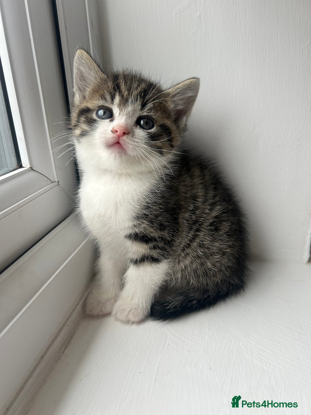 Mixed Breed cats for sale: 5 kittens for sale - Image 1