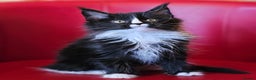 Maine Coon cats for sale: Beautiful Maine Coons kittens - Advert 11