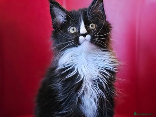 Maine Coon cats Beautiful Maine Coons kittens - Advert 5