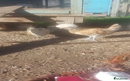 Chickens poultry for sale: roosters for free *frizzle, pekins, polish* - Image 4