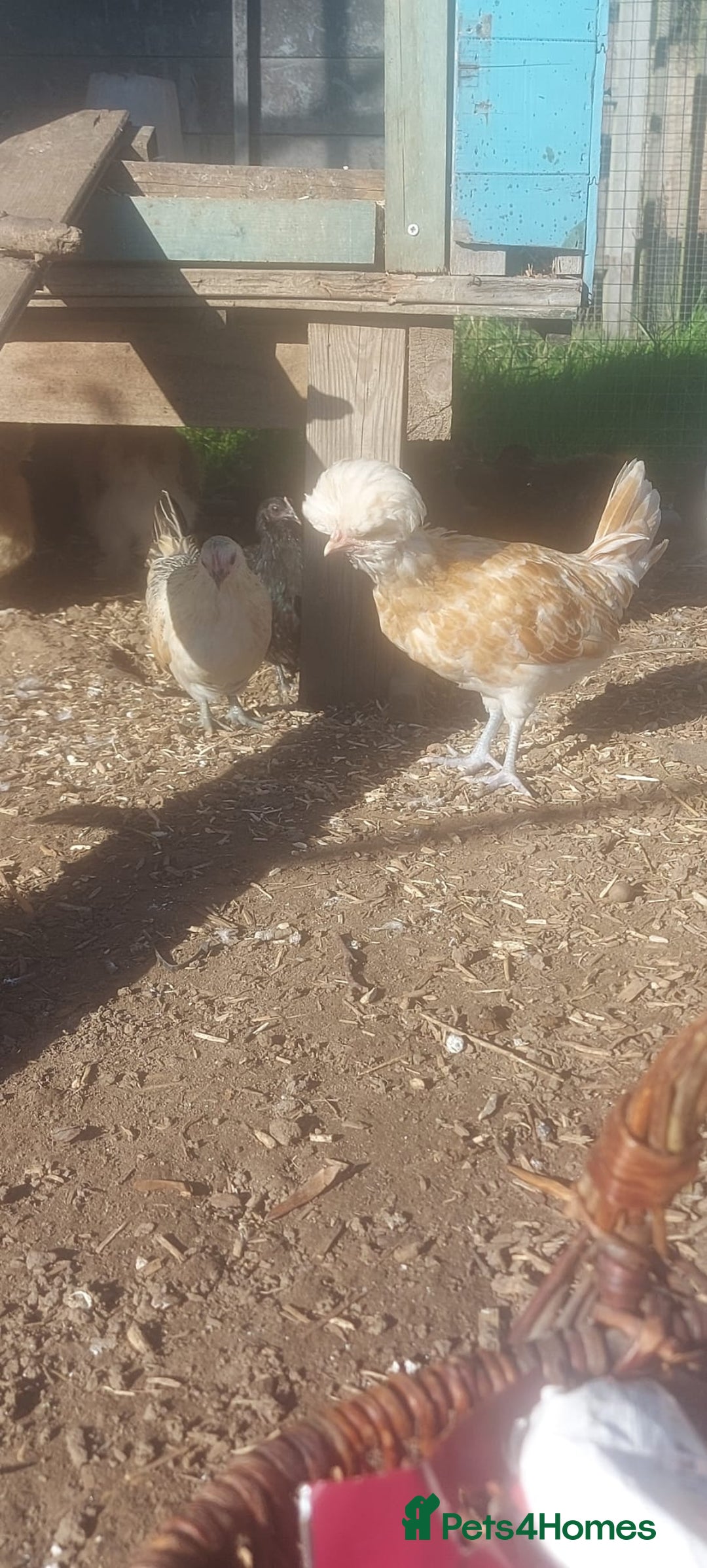 Chickens poultry for sale: roosters for free *frizzle, pekins, polish* - Image 4