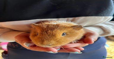 Guinea Pig rodents - Advert 2