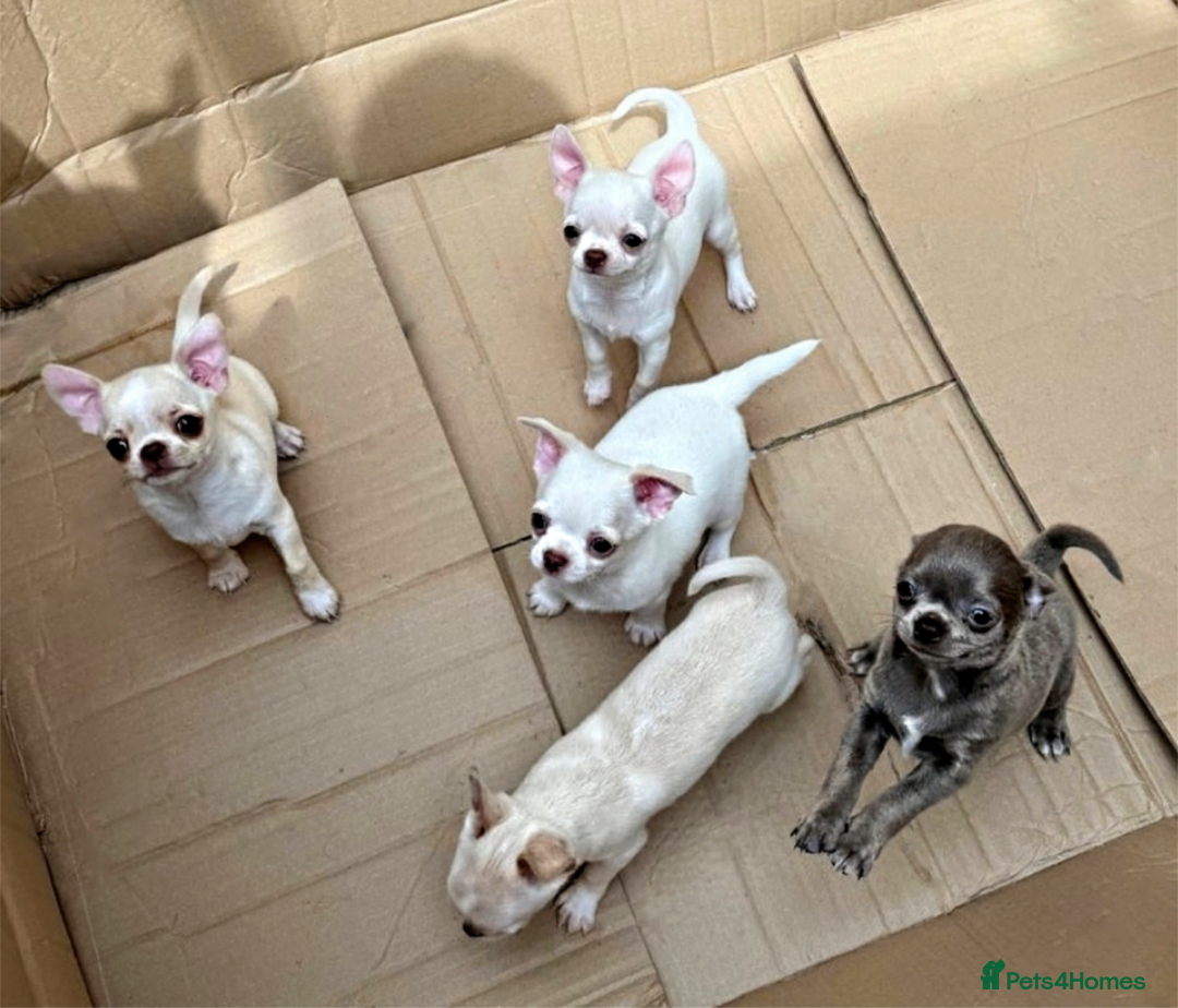 Chihuahua dogs for stud: KC reg - Health tested - PROVEN  - Advert 29