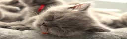 British Shorthair cats for sale: Beautiful Pure Breed ✨ British Shorthair Kittens ⭐ - Advert 16