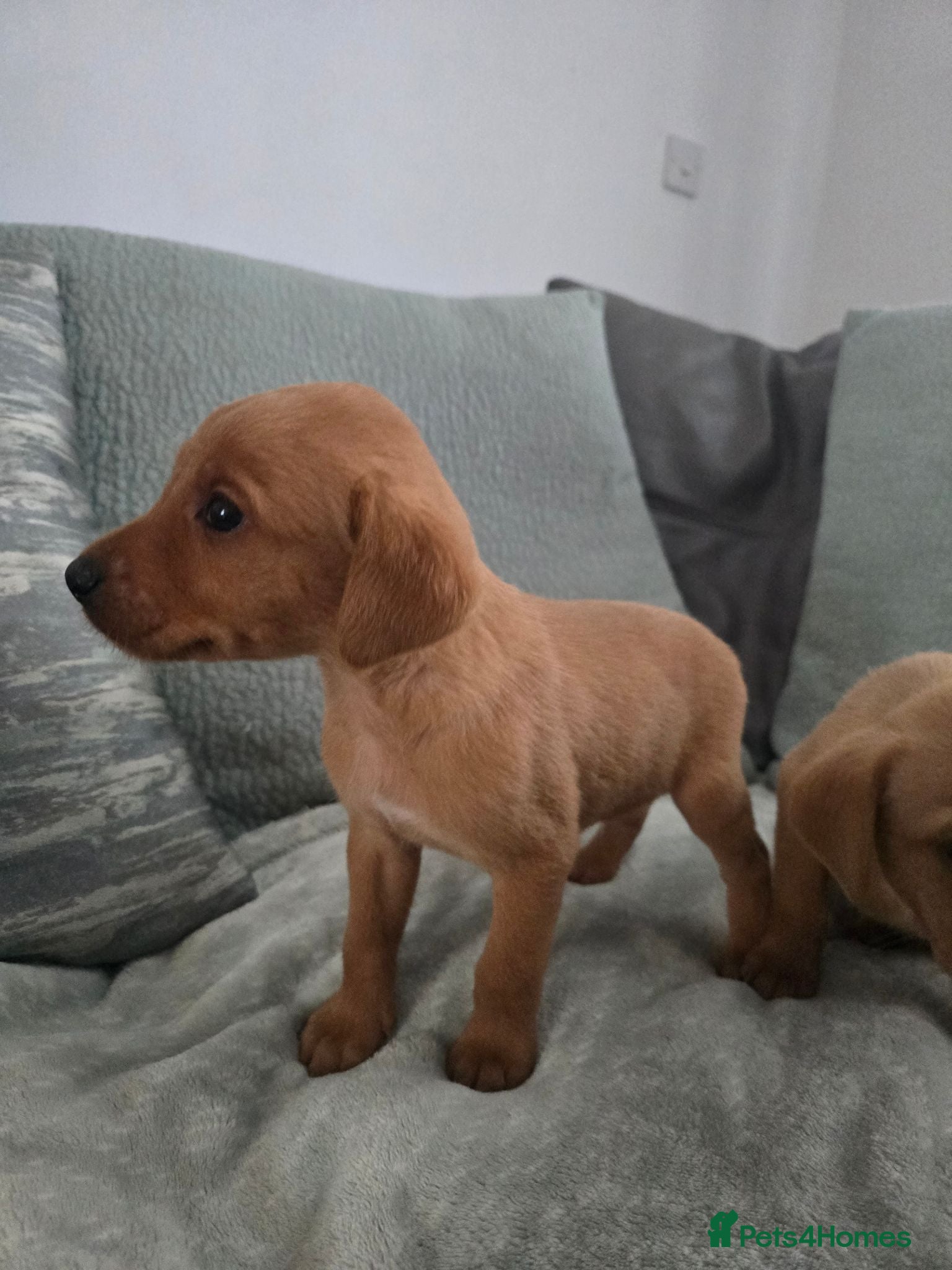 Labrador Retriever dogs Fox red labrador puppies  - Advert 1