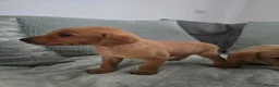 Labrador Retriever dogs for sale: Fox red labrador puppies  in Sunderland - Advert 1