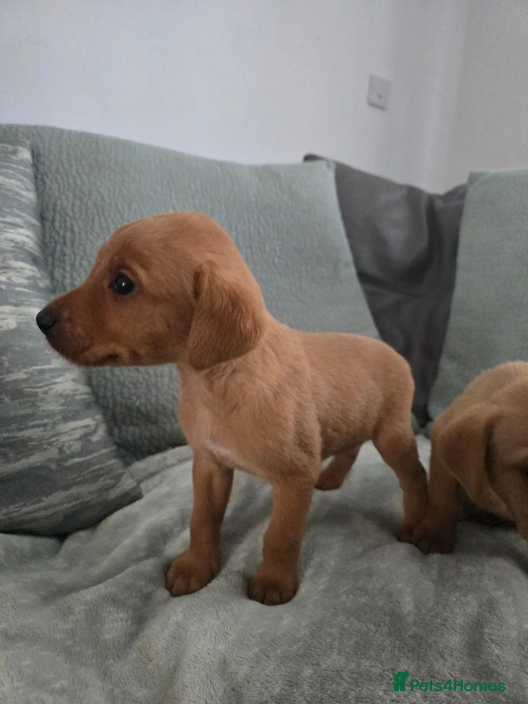 Labrador Retriever dogs for sale: Fox red labrador puppies  in Sunderland - Advert 1