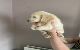 Dachshund dogs for sale: Stunning male Dachshund puppies  - Image 9