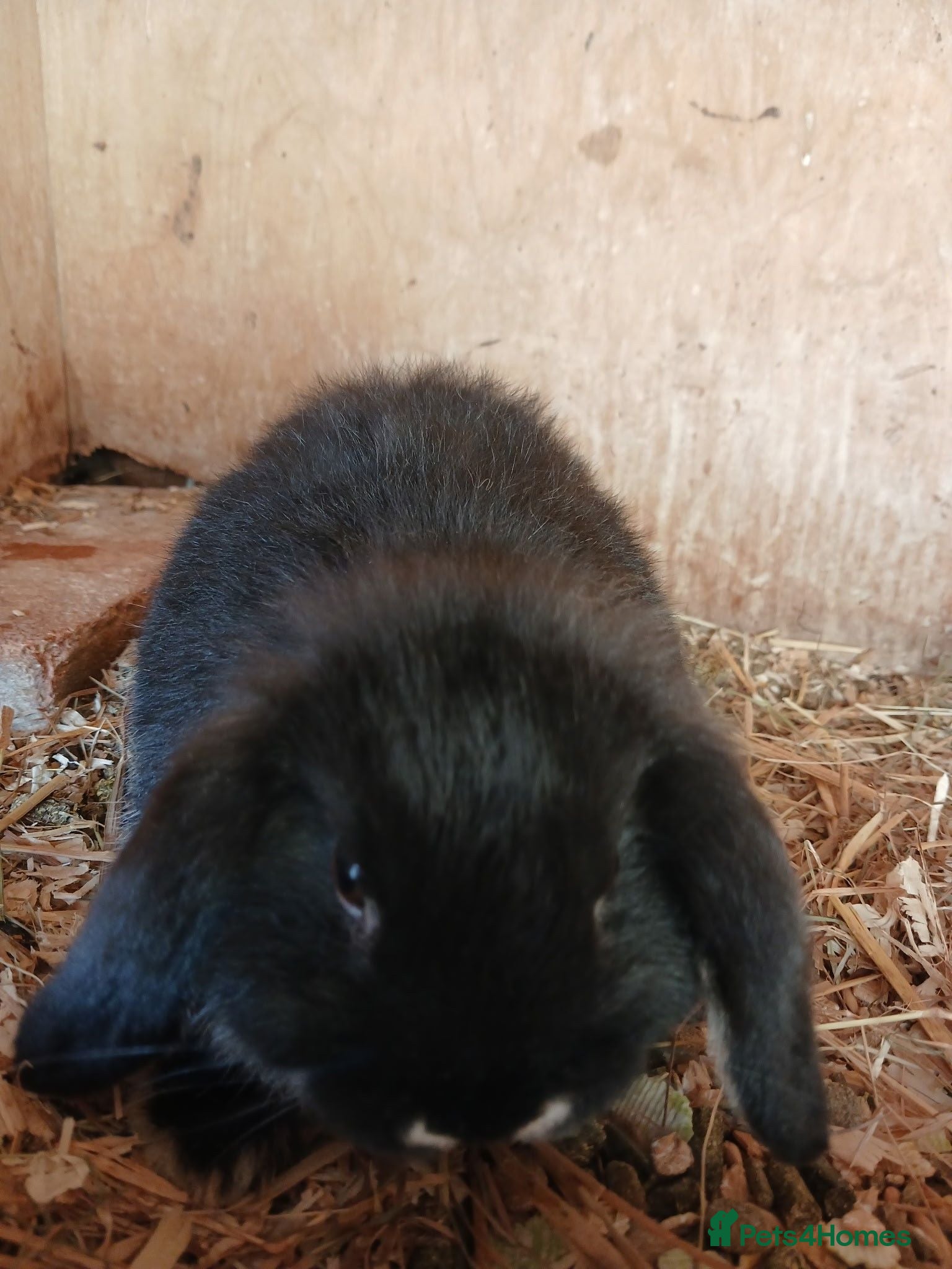 Dwarf Lop rabbits Dwarf lop - Advert 1