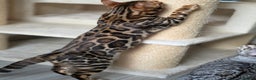 Bengal cats for sale: Brown Rosetted Bengal Prince  - Advert 9